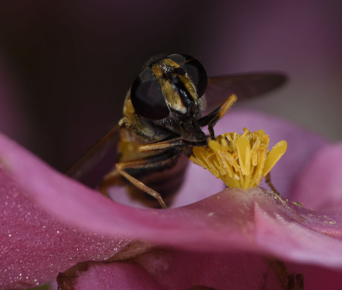 Syrphidae: Heliophilus pendulus